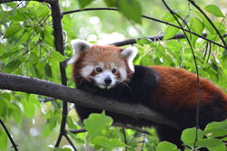 木の上で休みレッサーパンダ